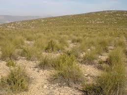 Esparto